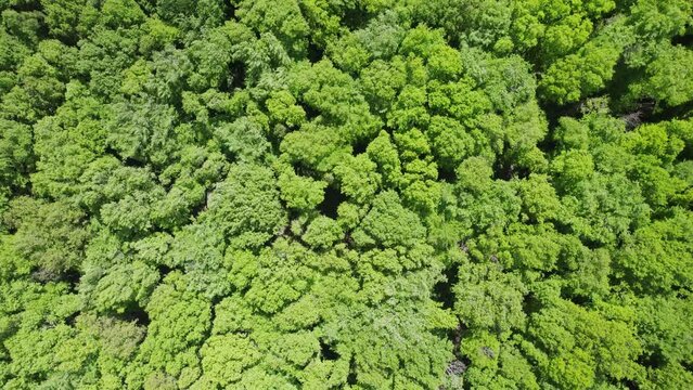 Satellite aerial shot looking down on mature woodland and trees swaying in the wind