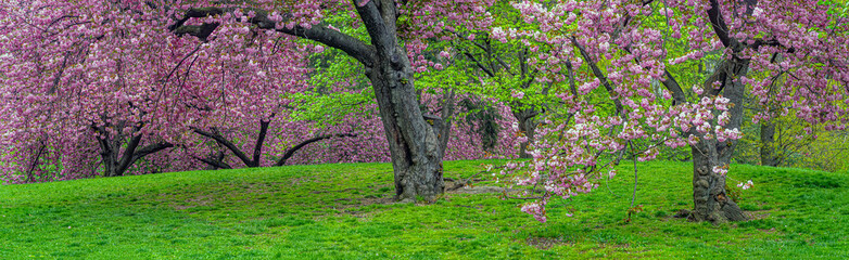 Central Park in spring