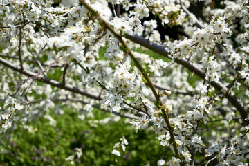 white flowering cherry plum branches in the garden in spring background backdrop
