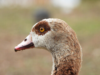 Close up of photo of a egyptian goose