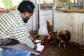 Fototapeta na wymiar Happiness Africa family feed chicken farm at garden farm.
