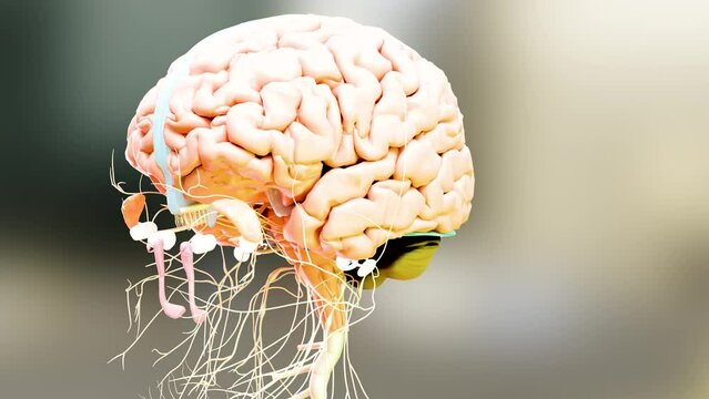 Human brain nervous system anatomy, medical diagram with parasympathetic and sympathetic nerves. medically accurate, 3d render