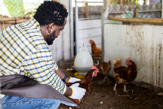 Happiness Africa Family Feed Chicken Farm At Garden Farm.