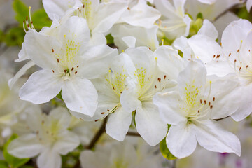 Naklejka na ściany i meble White azalea buds in full bloom. Rhododendrons blossoming in a spring botanical Japanese garden. Beautiful fragrant flowers on a shrub in summer day. Background of white petals. Floral wallpaper.