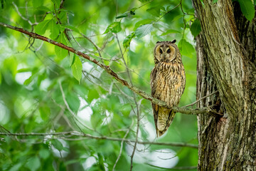 Obraz premium 北海道の6月、トラフズクの初夏。 