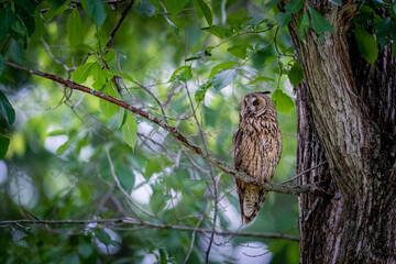 北海道の6月、トラフズクの初夏。
