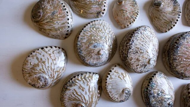 Polished South African abalone shells, unique patterns; overhead truck left