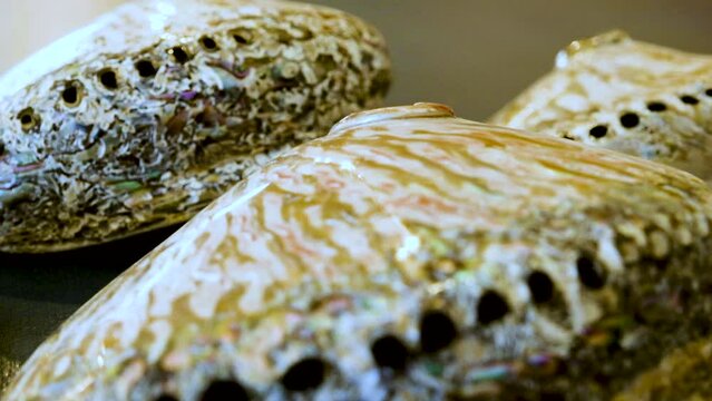 South African abalone shells with respiratory holes; low push-in slider