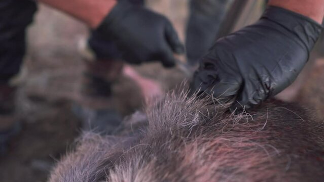 Close Up Of Hunter Skinning Deer With A Knife