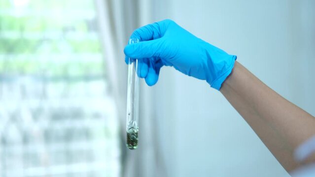 Researchers extract cannabis in a lab