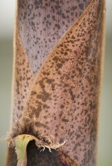 力強く芽生えた命