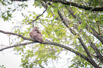 北海道の6月、トラフズクの初夏。
