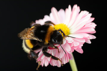 young bumblebee on a flower