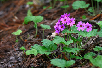世界でここだけの花　群馬県みどり市のカッコソウの花を訪ねて