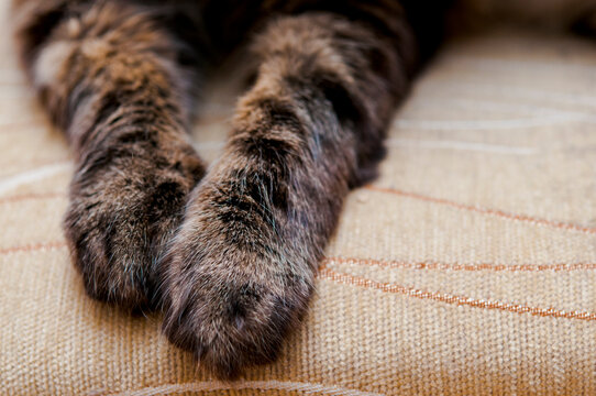 close-up to  paws of a tabby cat 