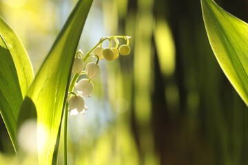 Blooming lily of the valley on a sunny May morning - 504588631