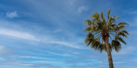 Panoramic background of a palm tree (Washingtonia robusta or mexican fan palm) with blue sky with copy space