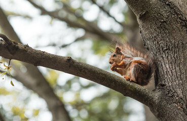 Portrait of a squirrel (Sciurus vulgaris) in close-up. An animal in its natural habitat in the autumn forest. Photo of warm tones.