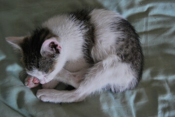Mały kotek śpi na łóżku - 504590043