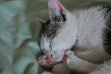 Mały kotek śpi na łóżku - 504590053