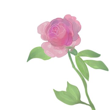 Elegant rose flower, beautiful clipart, hand drawn sketch 
