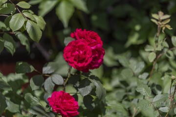 Rosa