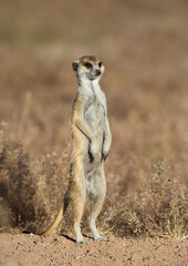 Suricate meerkat ( Suricata suricata) Kgalagadi Transfrontier Park, South Africa