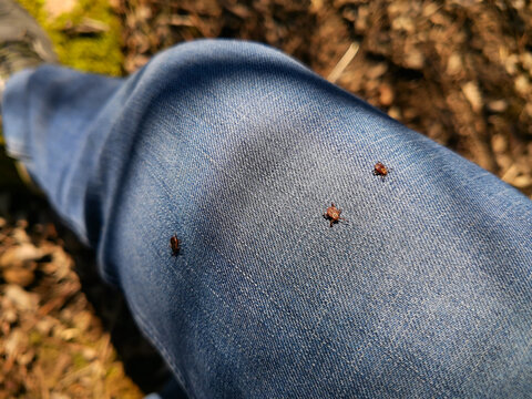 A three deer ticks found on the blue jeans, pant leg of a man.