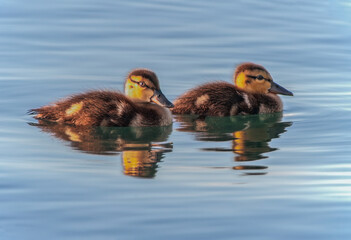 Ducklings in the water