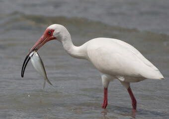 white ibis in the water