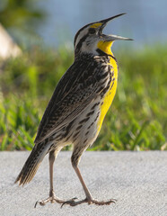 Eastern Meadowlark