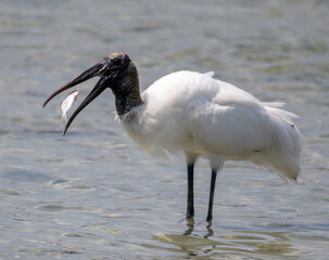 Wood Stork