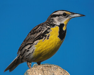 Eastern Meadowlark