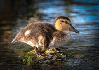 Duckling in the water