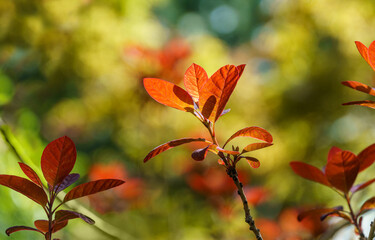 Red leaves against greenery. Young red leaves of Cotinus coggygria Royal Purple (Rhus cotinus, the European smoketree) against sunlight  background of blurred greenery in spring garden.