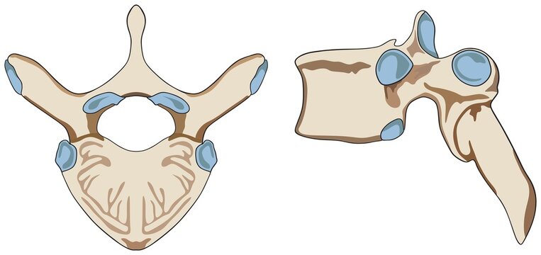 Anatomy of human vertebra structure infographic diagram part of vertebral column spine back bone cartoon vector drawing vertebrae for medical science education anterior lateral view