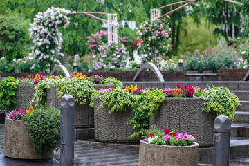 Fototapeta premium 東京の赤坂6丁目の花園