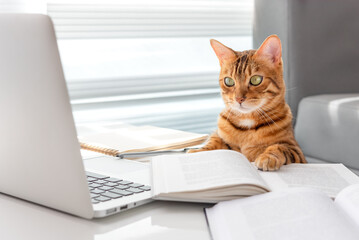 The cat uses a laptop while sitting at the table next to the books. - Powered by Adobe