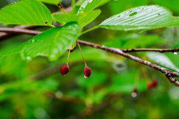 東京赤坂にある氷川神社の境内で赤い実が濡れている