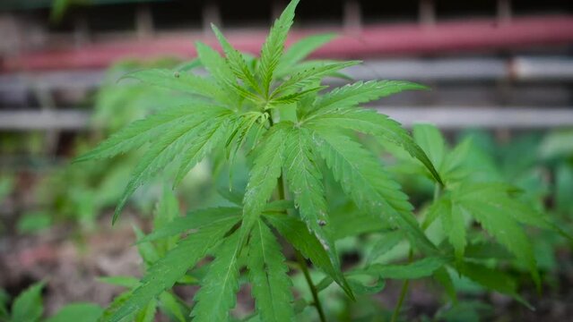 A close up shot of cannabis leaves and bud growing in the hills of Himalayas . Uttarakhand India.
