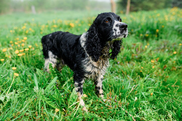 Russian black spotted spaniel in the grass. High quality photo