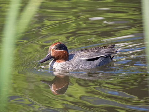 Eurasian Teal In The Water