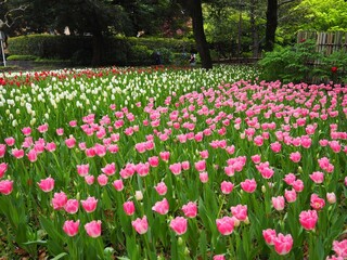 the beautiful tulip garden in yokohama, Japan