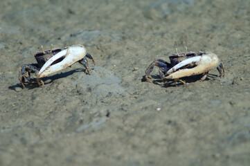 Males fiddler crabs Afruca tangeri. Langue de Barbarie National Park. Senegal River. Saint-Louis....