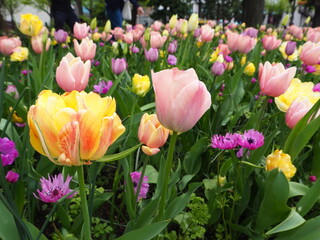 the colorful tulip garden in yokohama, Japan