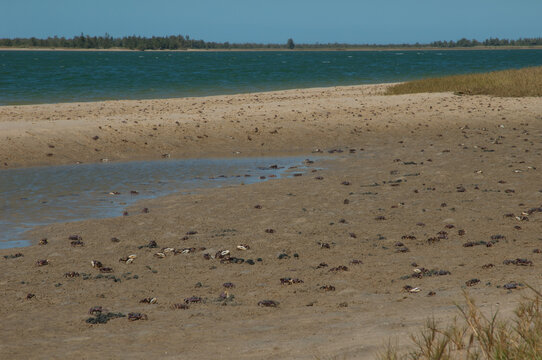 Fiddler crabs Afruca tangeri in the Senegal River. Langue de Barbarie National Park. Saint-Louis. Senegal.