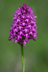 orchid grown in nature