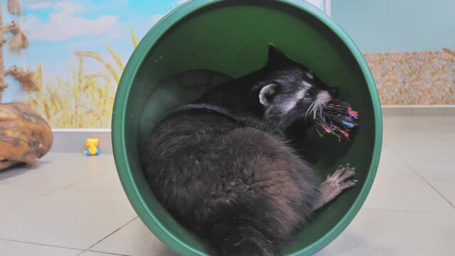Cute and funny racoon has got inside the bucket and playing with the toy in contact zoo.