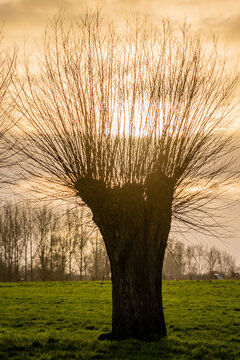 Backlit HDR shot of a pollard willow, at sunset, in the countryside of east flanders, Belgium.