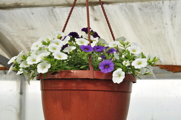 Petunia flowers in a hanging pot. Cache-pot with flowers.